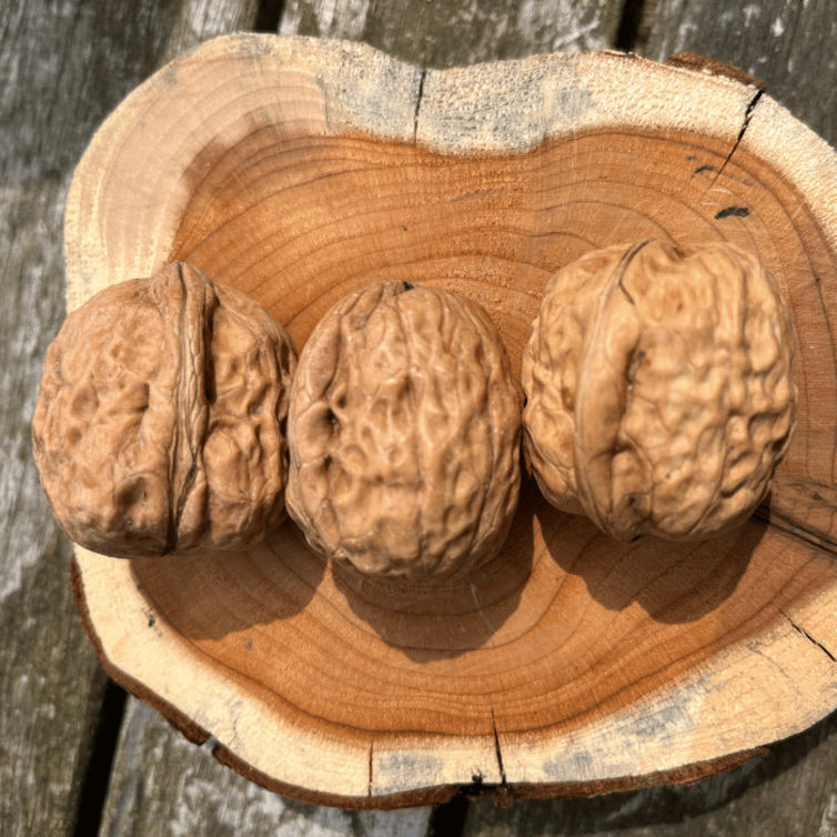 Walnut tree Juglans regia 'Fernor'