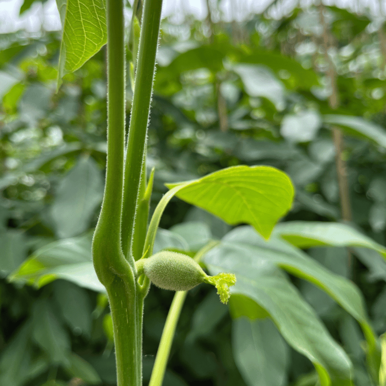 Jonge Walnootboom Juglans regia 'Fernor'