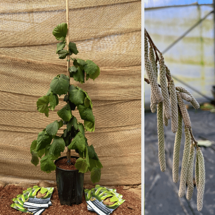 Junge Haselnussbaum Corylus avellana Pendula