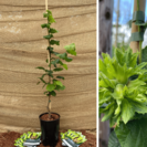 Junge Haselnussbaum Corylus avellana Gustav's Zeller