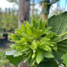 Young Hazelnut tree Corylus avellana Gustav's Zeller