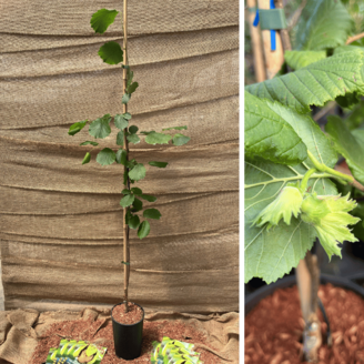 Young Hazelnut tree Fercoril CORABEL