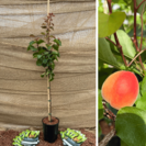 Abrikoos Jeune Abricotier Prunus ameniaca 'Cebas Red'