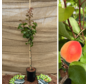 Jonge Abrikoosboom Prunus ameniaca 'Cebas Red'