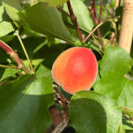 Abrikoos Jeune Abricotier Prunus ameniaca 'Cebas Red'