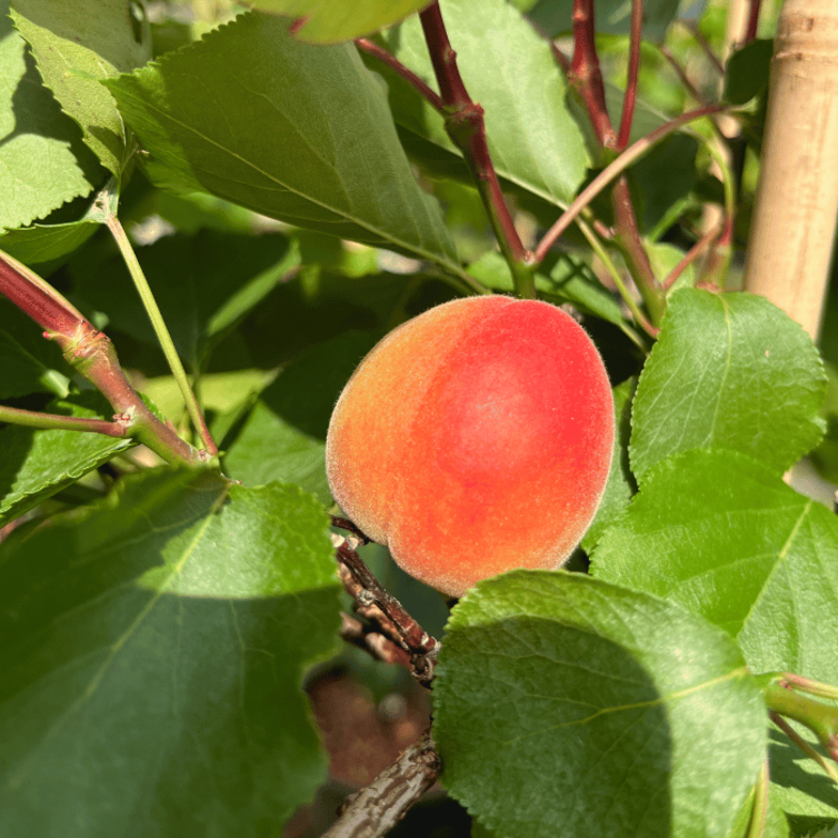 Abrikoos Jeune Abricotier Prunus ameniaca 'Cebas Red'
