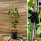 Jonge Moerbeiboom Morus acidosa Mulle