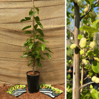 Jonge Moerbeiboom Morus alba White Berry