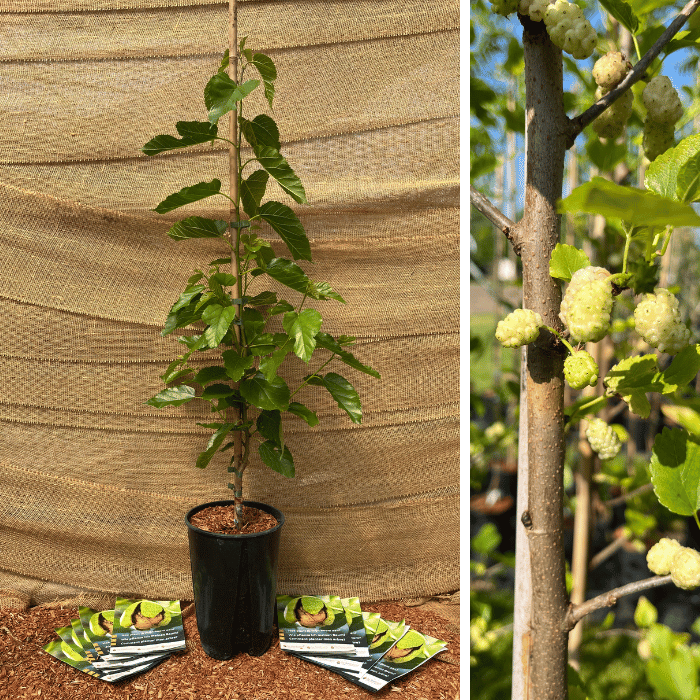Mulberry tree Morus alba White Berry