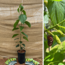 Junge Maulbeerbaum Morus llinois Everbearing