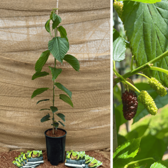 Young Mulberry tree Morus illinois Everbearing