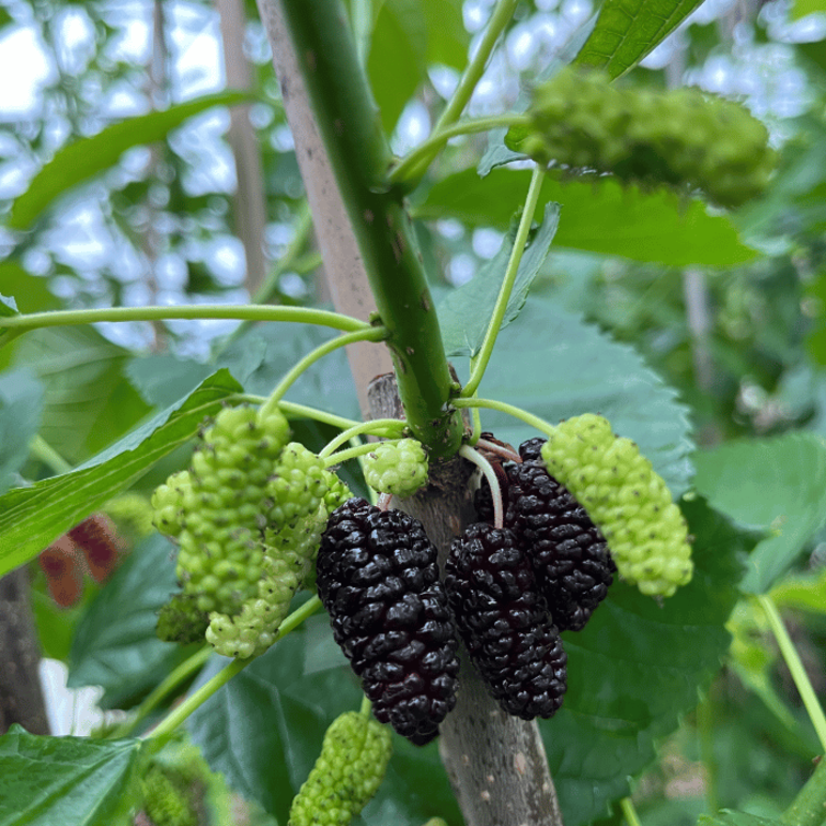 Jonge Moerbeiboom Morus illinois Everbearing