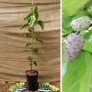 Junge Maulbeerbaum Morus alba Lavandel