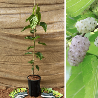 Young Mulberry tree Morus alba Lavender