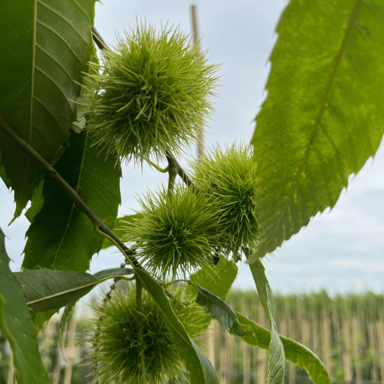 Young Chestnut tree Castanea sativa Marigoule
