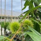Junge Kastanienbaum Castanea sativa Marlhac