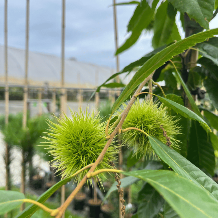 Jonge Kastanjeboom Castanea sativa Marlhac