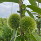 Jeune Marronnier Castanea sativa Rousse de Nay