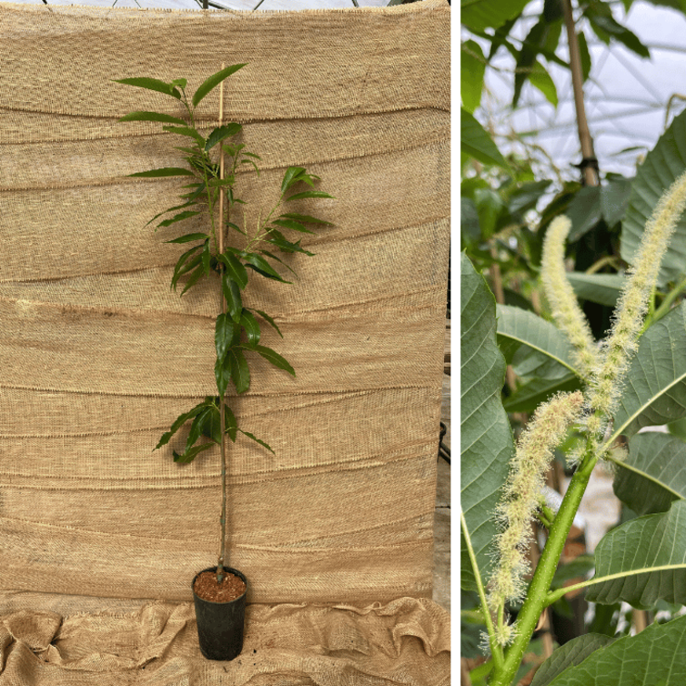 Jonge Kastanjeboom Castanea sativa Rousse de Nay