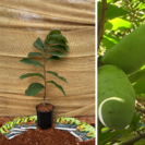 Arbre de Pawpaw Asimina triloba Prima 1216