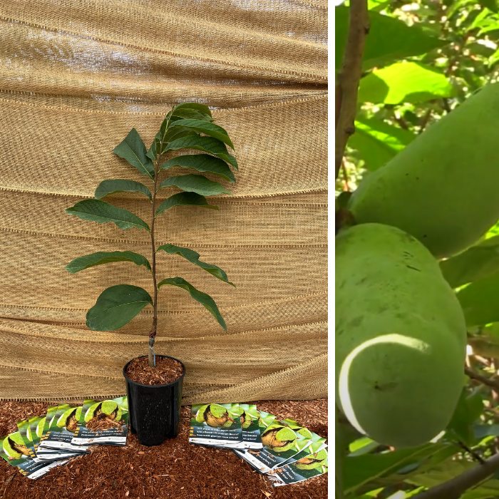 Asimina Triloba Prima 1216 () Asimina Triloba Prima 1216