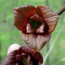 Jonge Pawpaw boom Asimina triloba Prima 1216