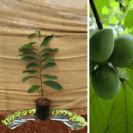 Jonge Pawpaw boom Asimina triloba Sunflower