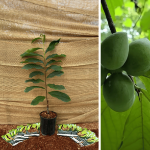 Papayabaum Asimina triloba Sunflower