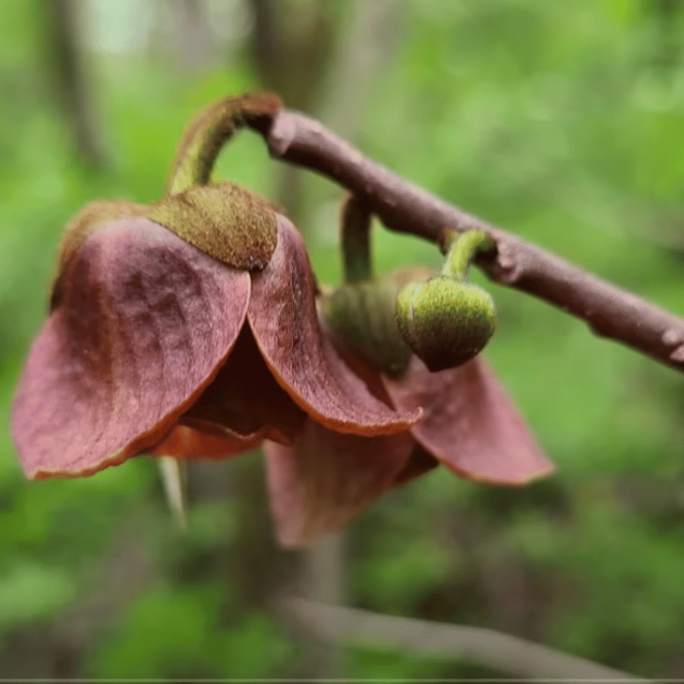 Jeune Arbre de Pawpaw Asimina triloba Sunflower