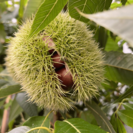 Junge Kastanienbaum Castanea sativa Belle Épine