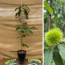 Junge Kastanienbaum Castanea sativa Belle Épine