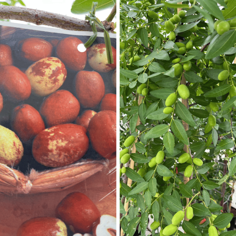 Ziziphus Jonge Chinese Dadelboom | Ziziphus jujuba