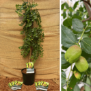 Ziziphus Jonge Chinese Dadelboom | Ziziphus jujuba