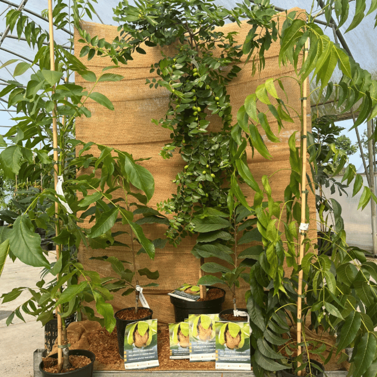 Our special mix of nut and fruit trees - Pecan - Pawpaw - Walnut - Chinese date tree