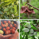 Onze speciale mix van jonge noten- en fruitbomen - Pecan - Pawpaw - Walnoot - Chinese dadelboom