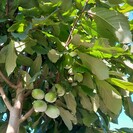 Jonge Pawpaw boom Asimina triloba Sunflower