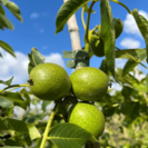 Young Walnut tree Juglans regia Fernette