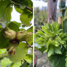Jonge Hazelaarboom pakket : 1x  Corabel +1x Halle'sche Riessen + 1x Rote Zellernusse