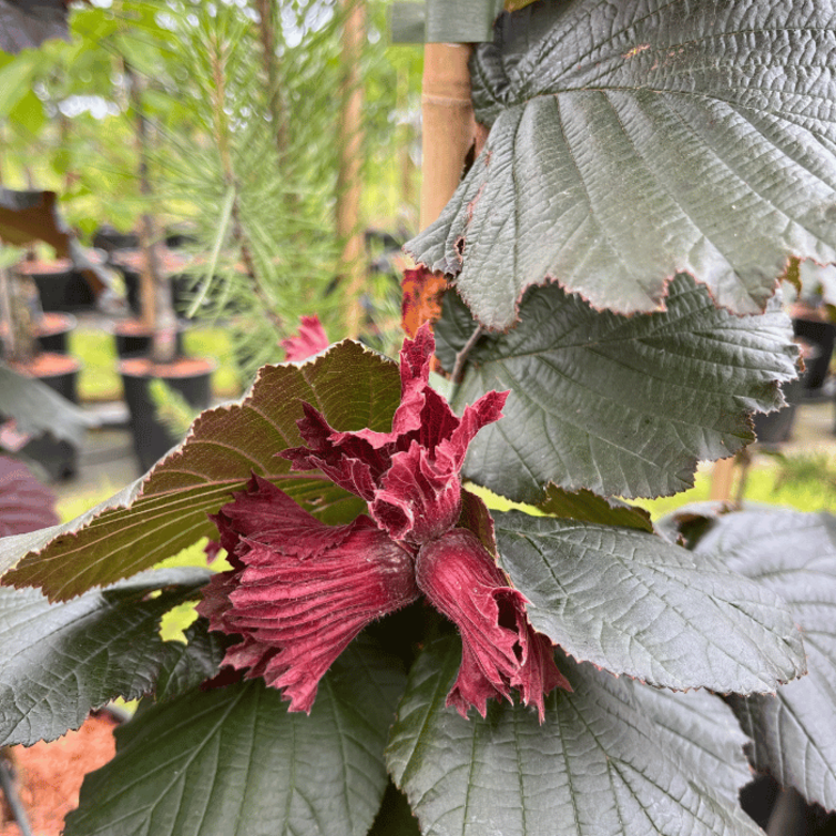 Jonge  Hazelnootboom Corylus avellana Rote Zellernuss