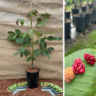 Jonge Walnootboom Juglans regia Sychrov