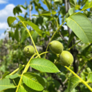 Walnut tree Juglans regia Sychrov