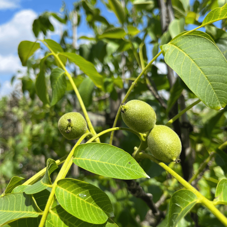 Noyer Juglans Regia Sychrov