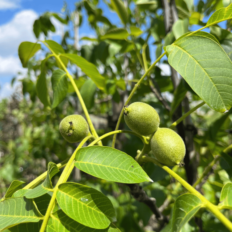 Walnut tree Juglans regia Sychrov