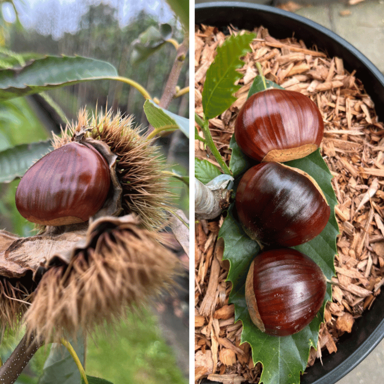Jeune Marronnier Castanea sativa Rousse de Nay