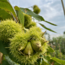 Junge Kastanienbaum Castanea sativa Marlhac