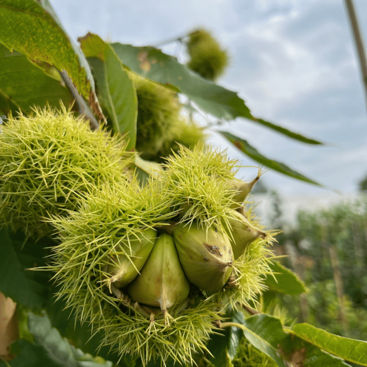 Junge Kastanienbaum Castanea sativa Marlhac