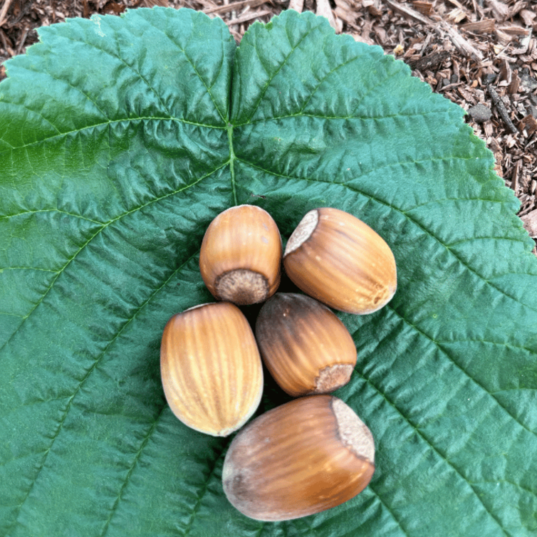Hazelnut tree Corylus avellana Lang Tidlig Zellernoot