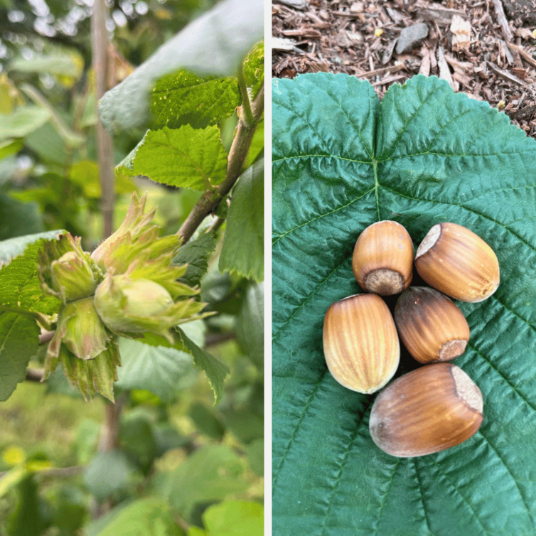 Hazelnut tree Corylus avellana Lang Tidlig Zellernoot