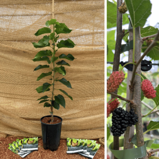 Junge Maulbeerbaum Morus alba Gerardii Dwarf