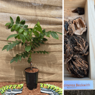 Junge Walnussbaum Juglans cinerea Beckwith